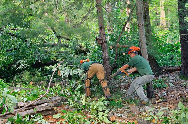 Seasonal Cleanup (Spring/Fall) in Lake Belvedere Estates, FL